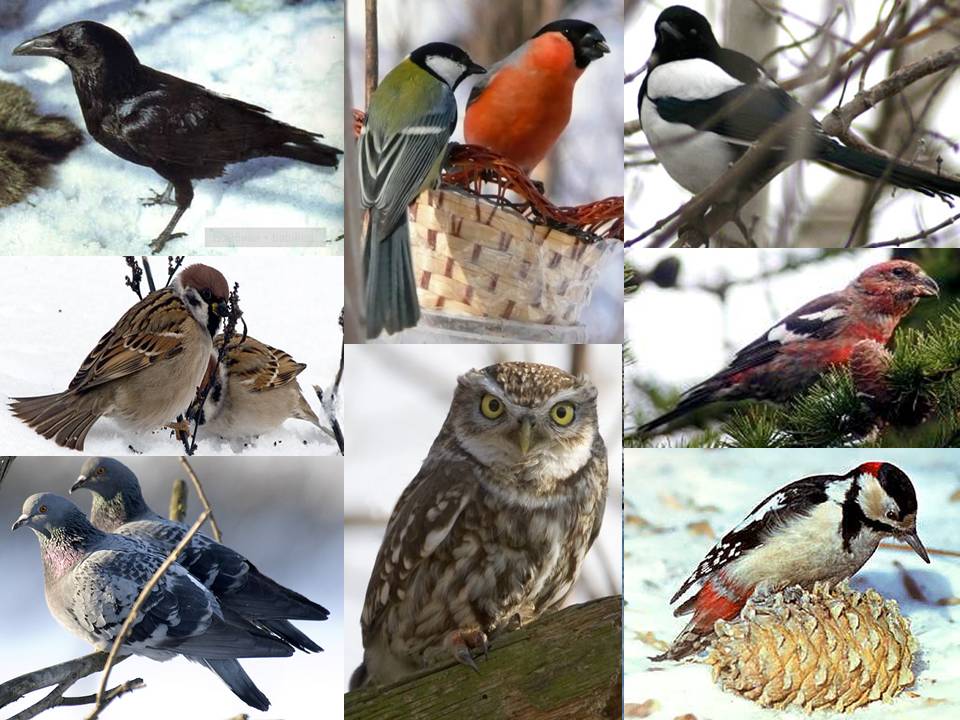 Зимующие птицы | Мир дошколят