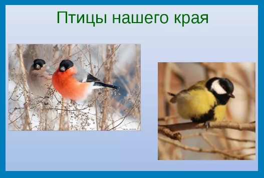 Птицы нашего края. Зимующие птицы нашего края. Обложка птицы нашего края. Птицы нашего края презентация.