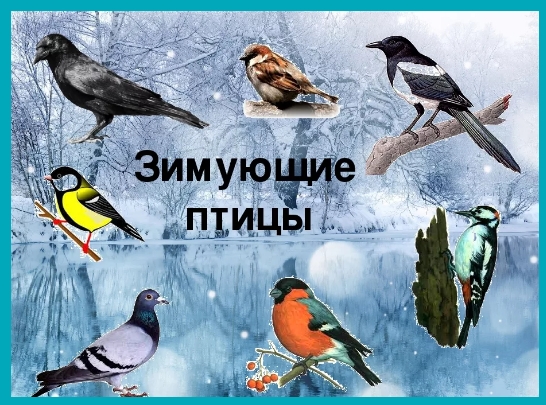 Раскраски зима зимующие птицы (46 фото)