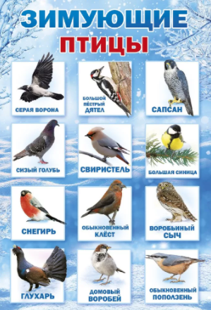 Паспорт проекта «Зимующие птицы!» | Мир дошколят